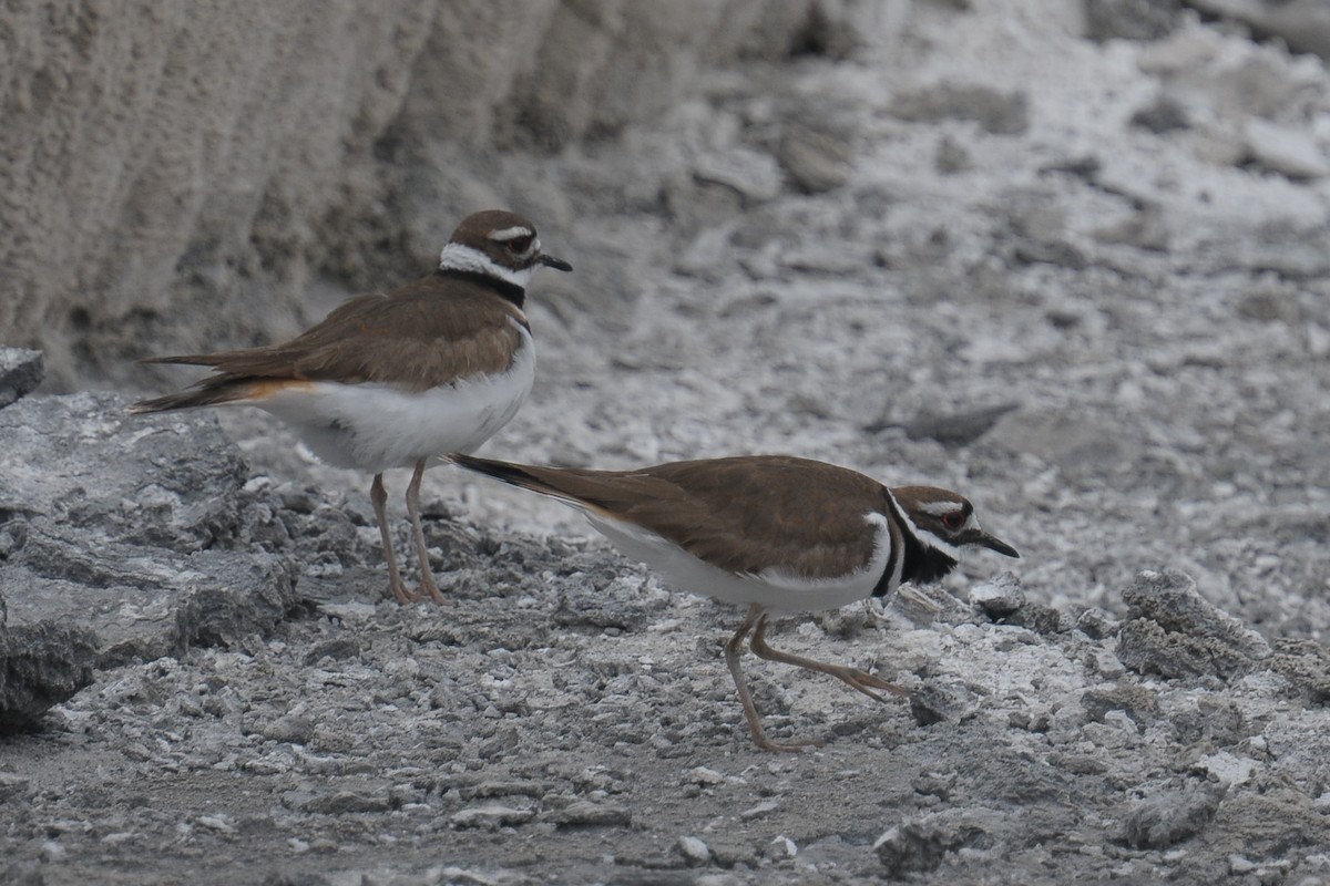 Killdeer - ML608425840