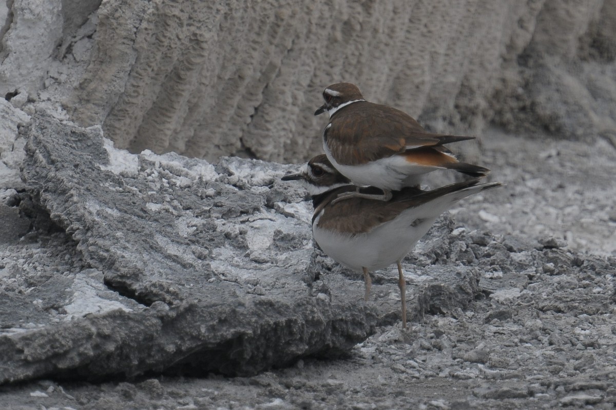 Killdeer - ML608425841