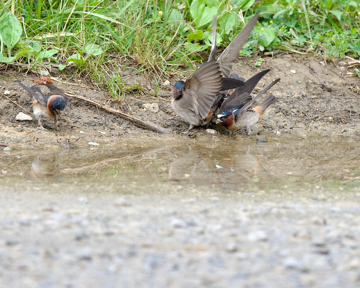 Cliff Swallow - ML608425853