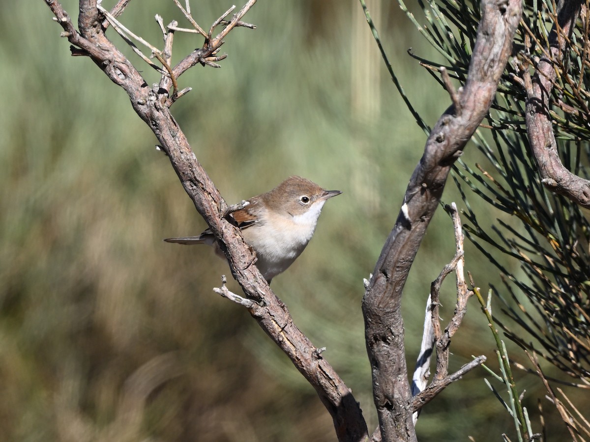 Greater Whitethroat - ML608425954