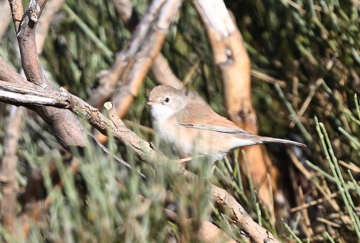 Spectacled Warbler - ML608425958