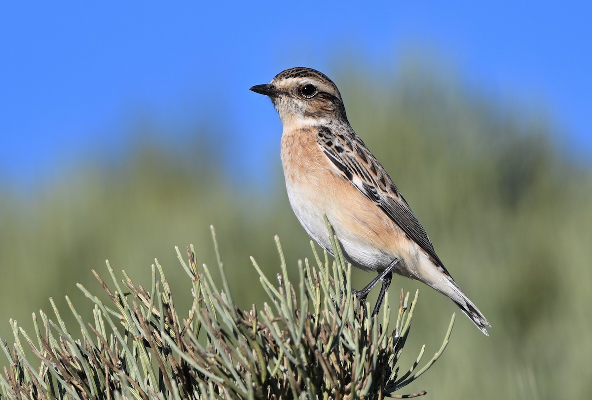 Whinchat - ML608425983