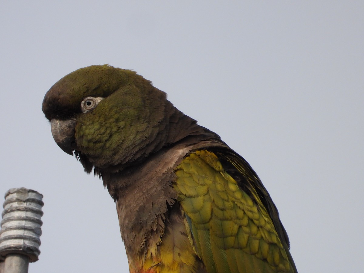 Burrowing Parakeet - Más Aves