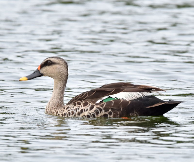 Indian Spot-billed Duck - ML608426037