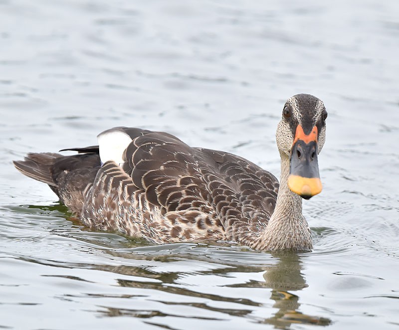 Indian Spot-billed Duck - ML608426039