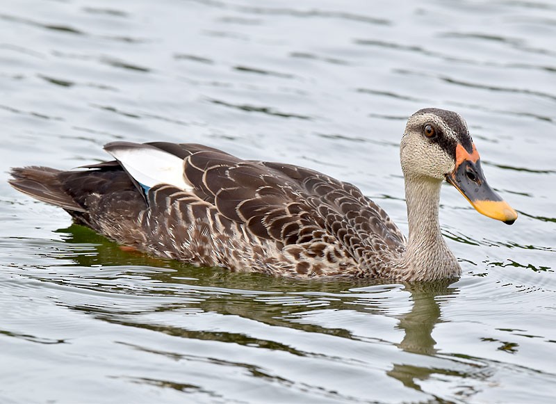 Indian Spot-billed Duck - ML608426040