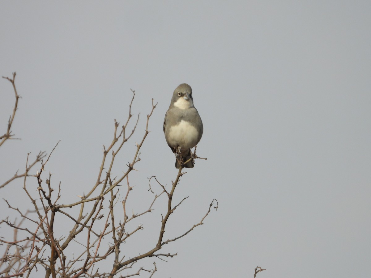 Diuca Finch - Más Aves