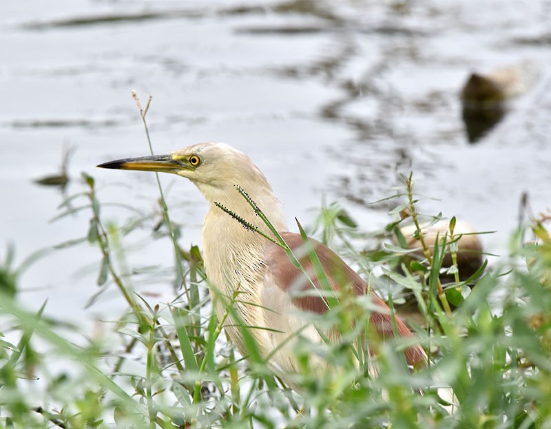 Indian Pond-Heron - Supriya Kulkarni