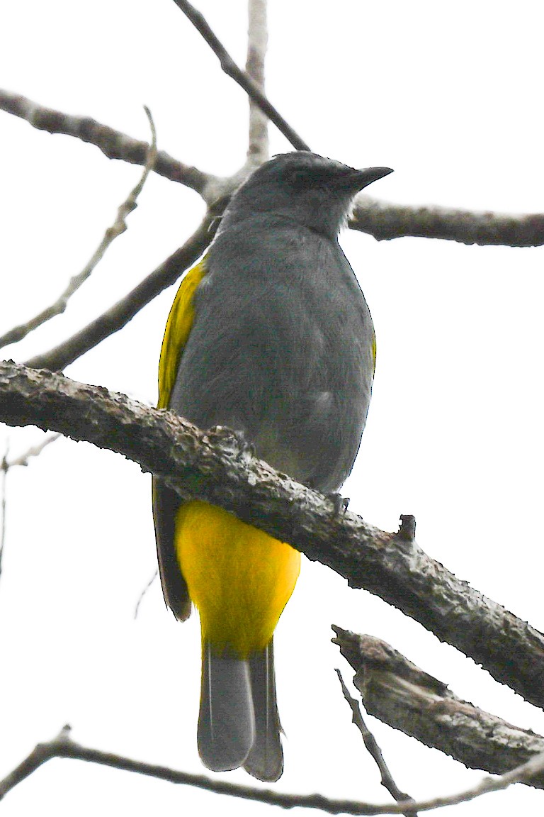 Bulbul à ventre gris - ML608426210