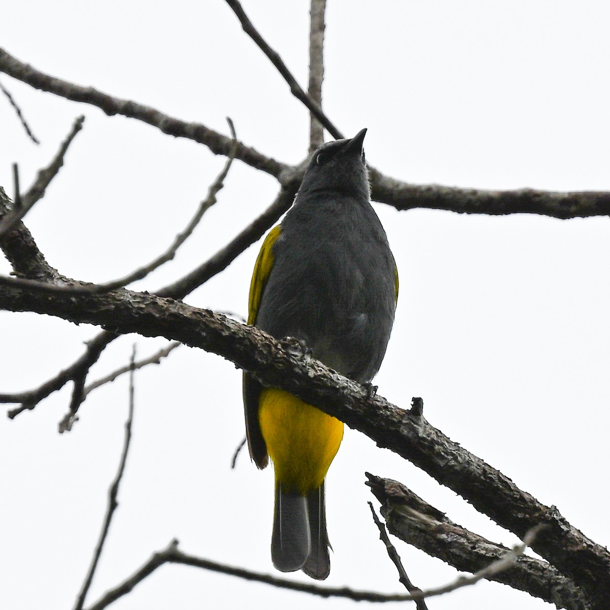 Gray-bellied Bulbul - ML608426211