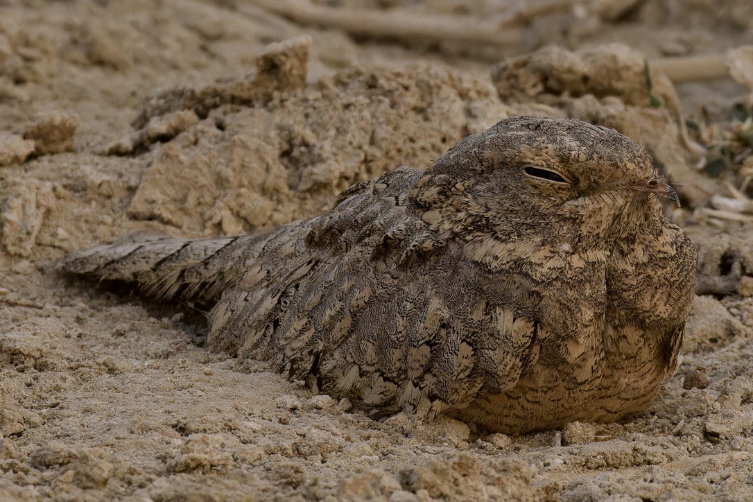 Egyptian Nightjar - ML608426220