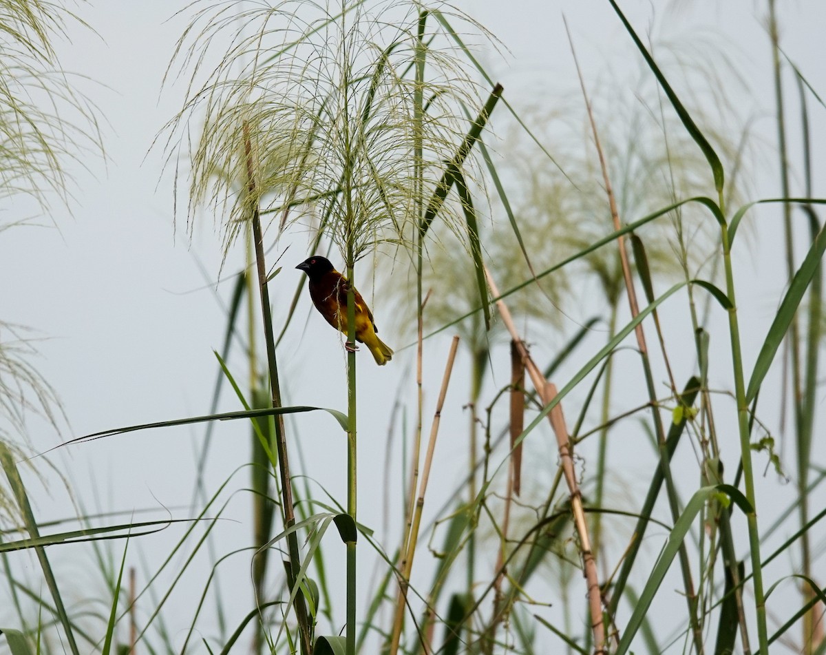 Golden-backed Weaver - Brad R