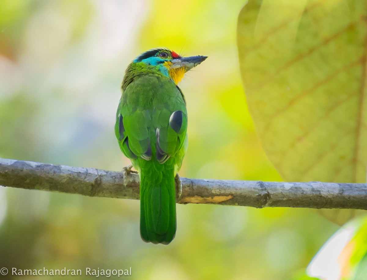 Black-browed Barbet - Ramachandran Rajagopal