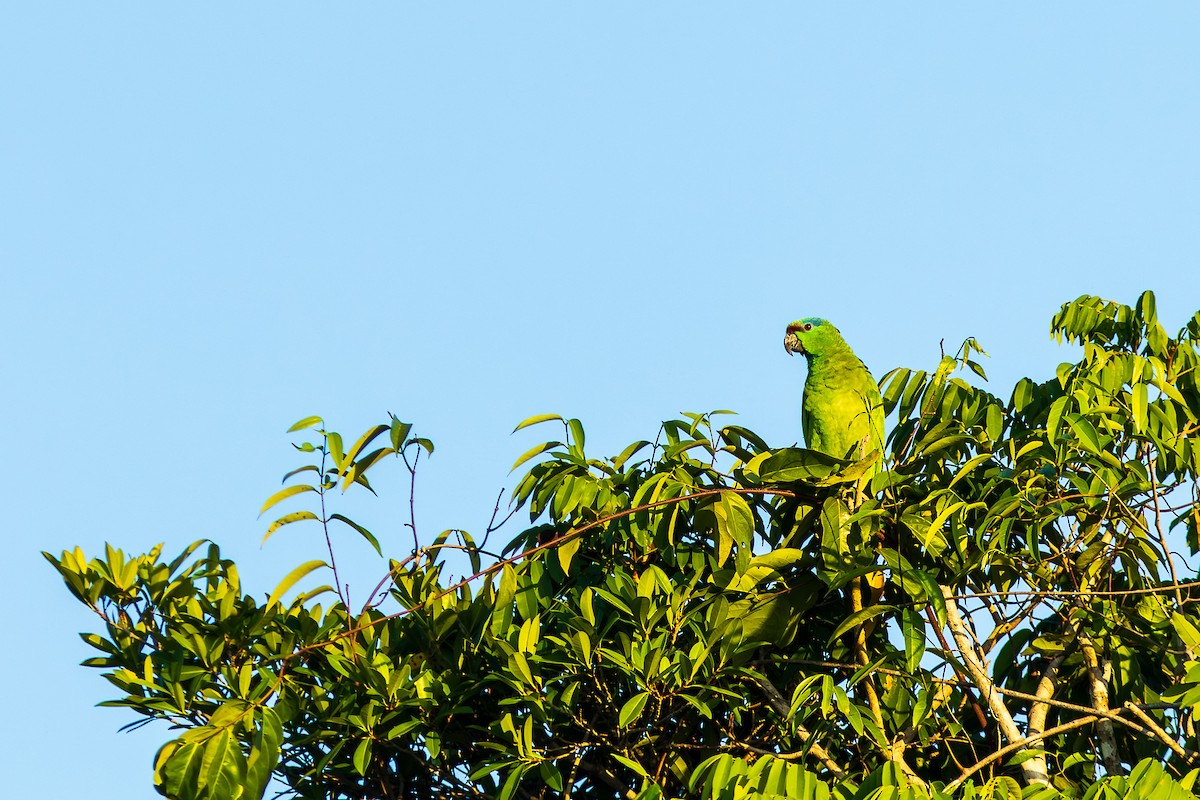 Festive Parrot (Southern) - Eric Kershner