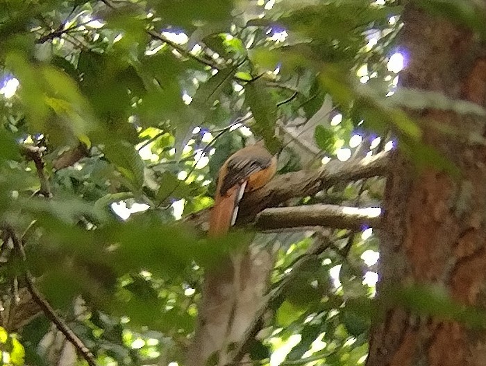 trogon zlatohřbetý - ML608426361