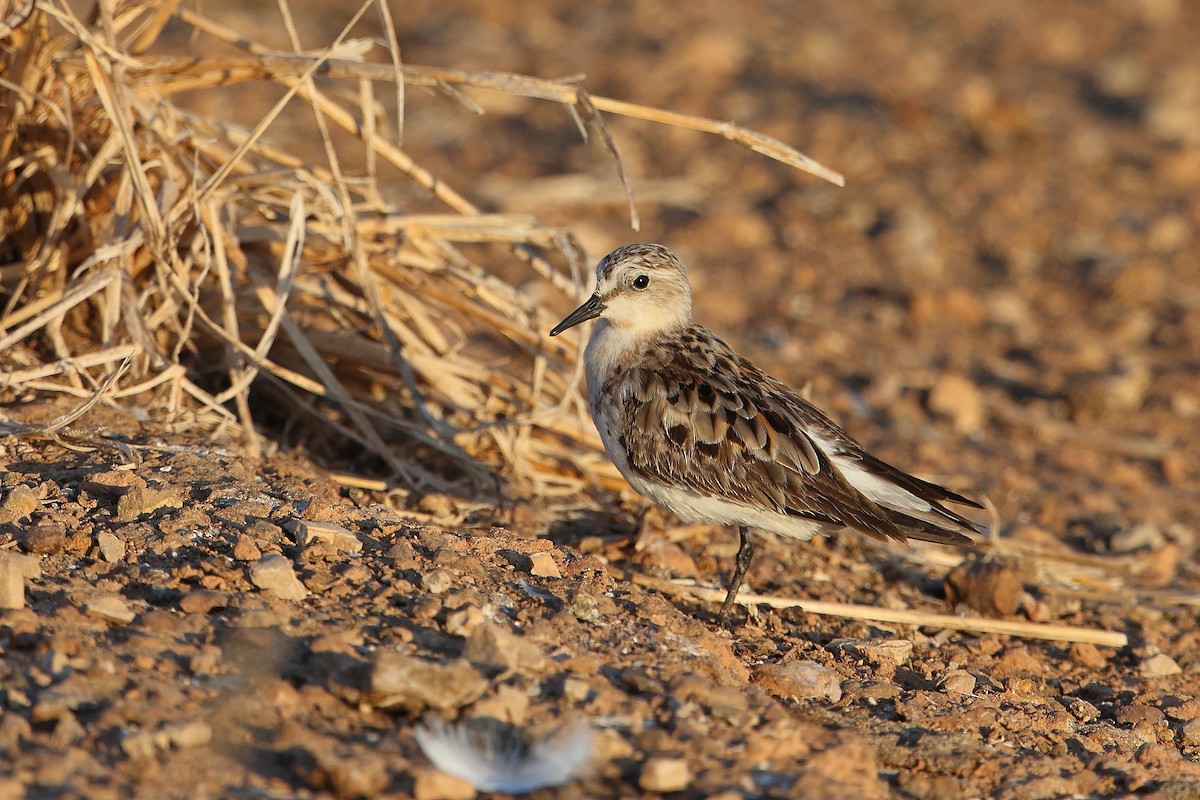 Red-necked Stint - Marc Gardner