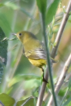 Yellow Warbler - ML608426558