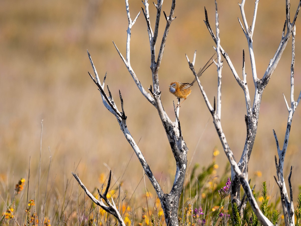 Southern Emuwren - ML608426849