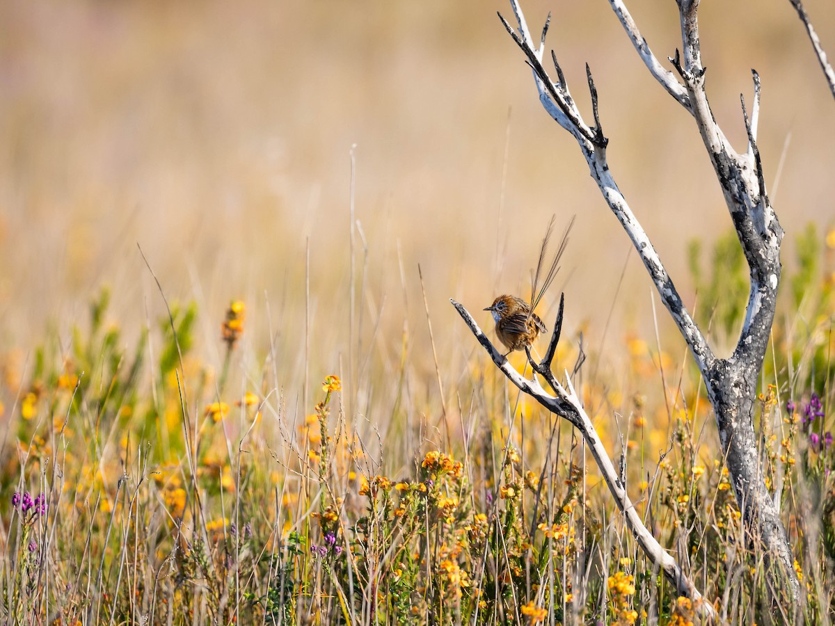 Southern Emuwren - ML608426850