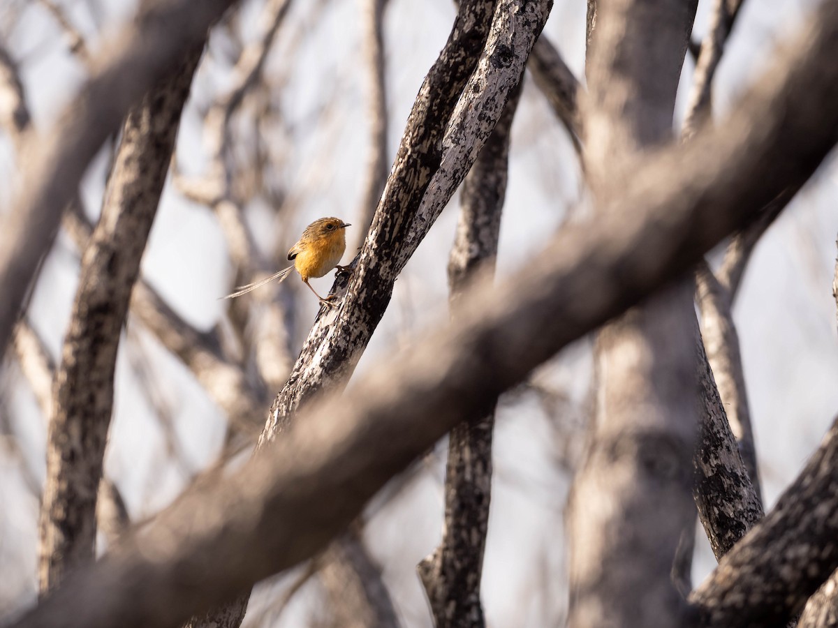 Southern Emuwren - ML608426853