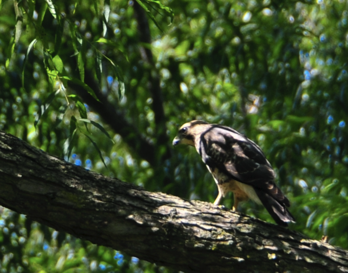 Broad-winged Hawk - ML608426871