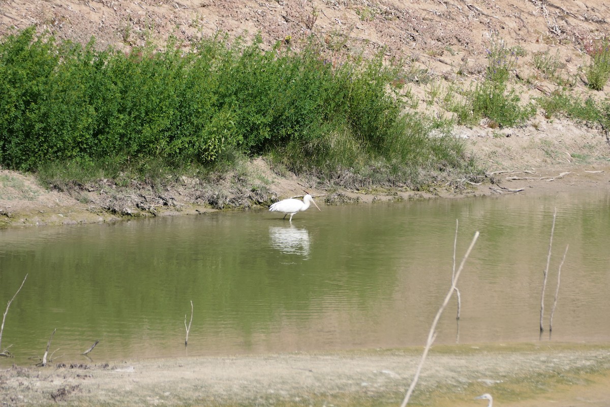 Yellow-billed Spoonbill - ML608426875