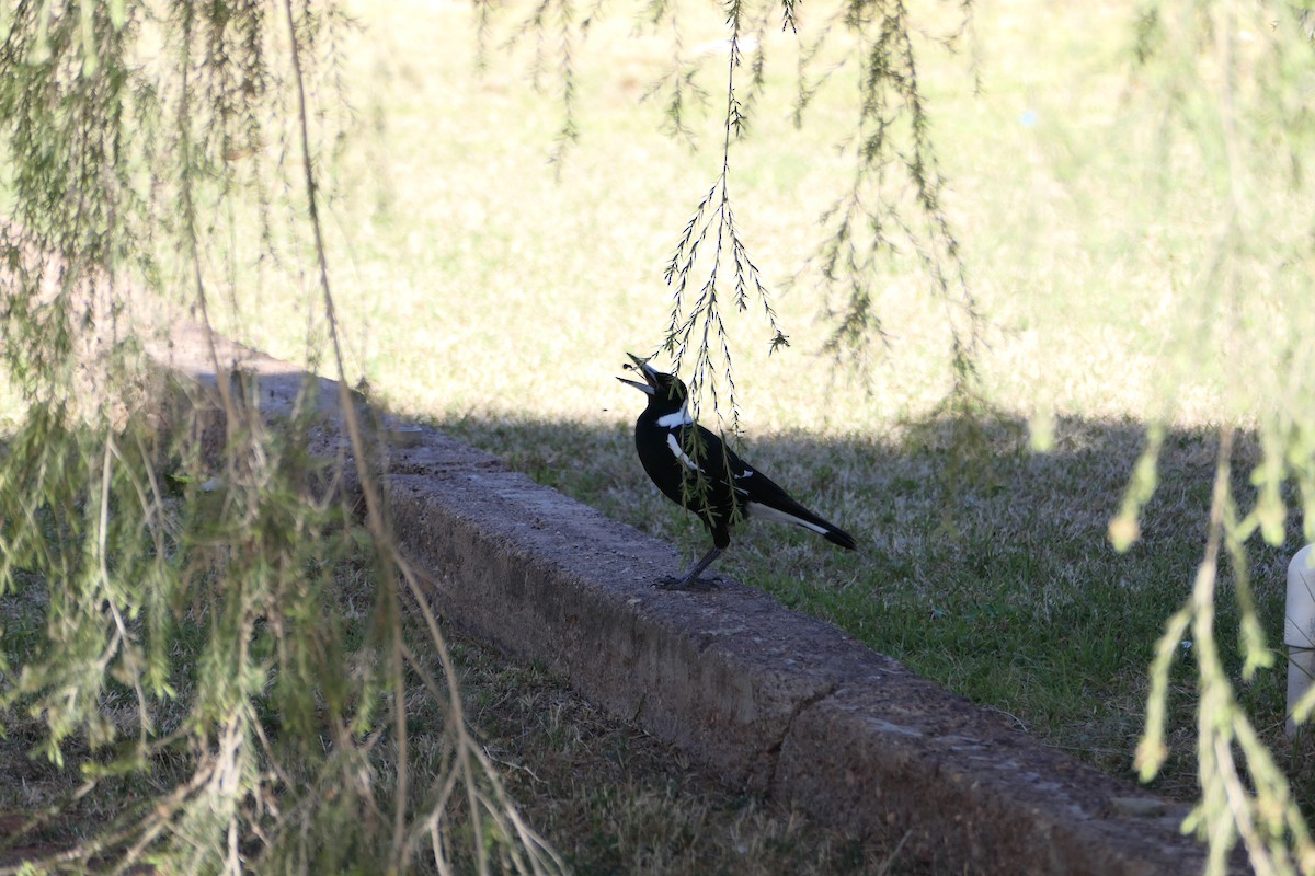 Australian Magpie - ML608426885