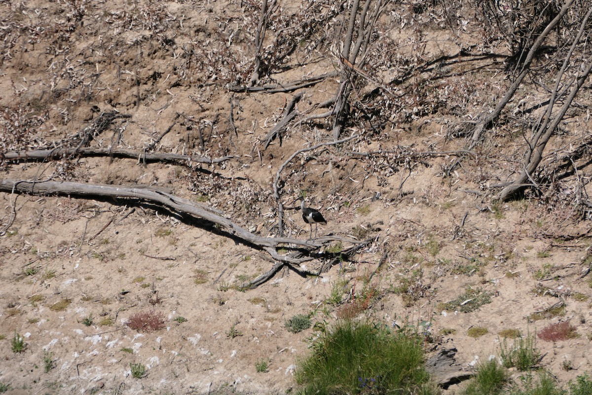 Straw-necked Ibis - ML608426923