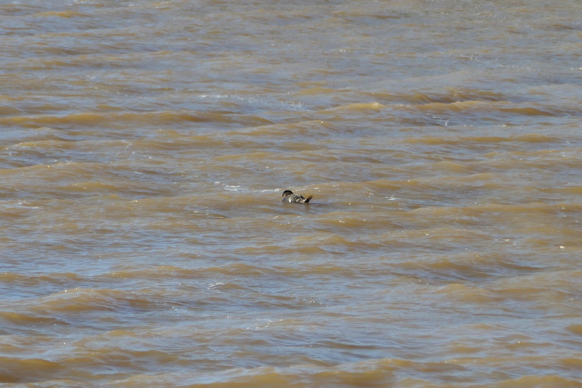 Musk Duck - ML608427013