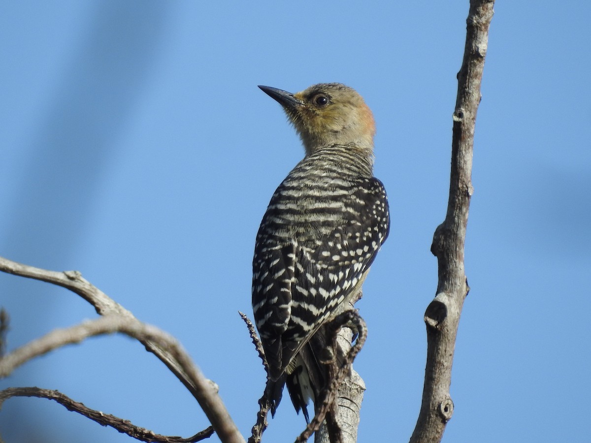 Red-crowned Woodpecker - ML608427136