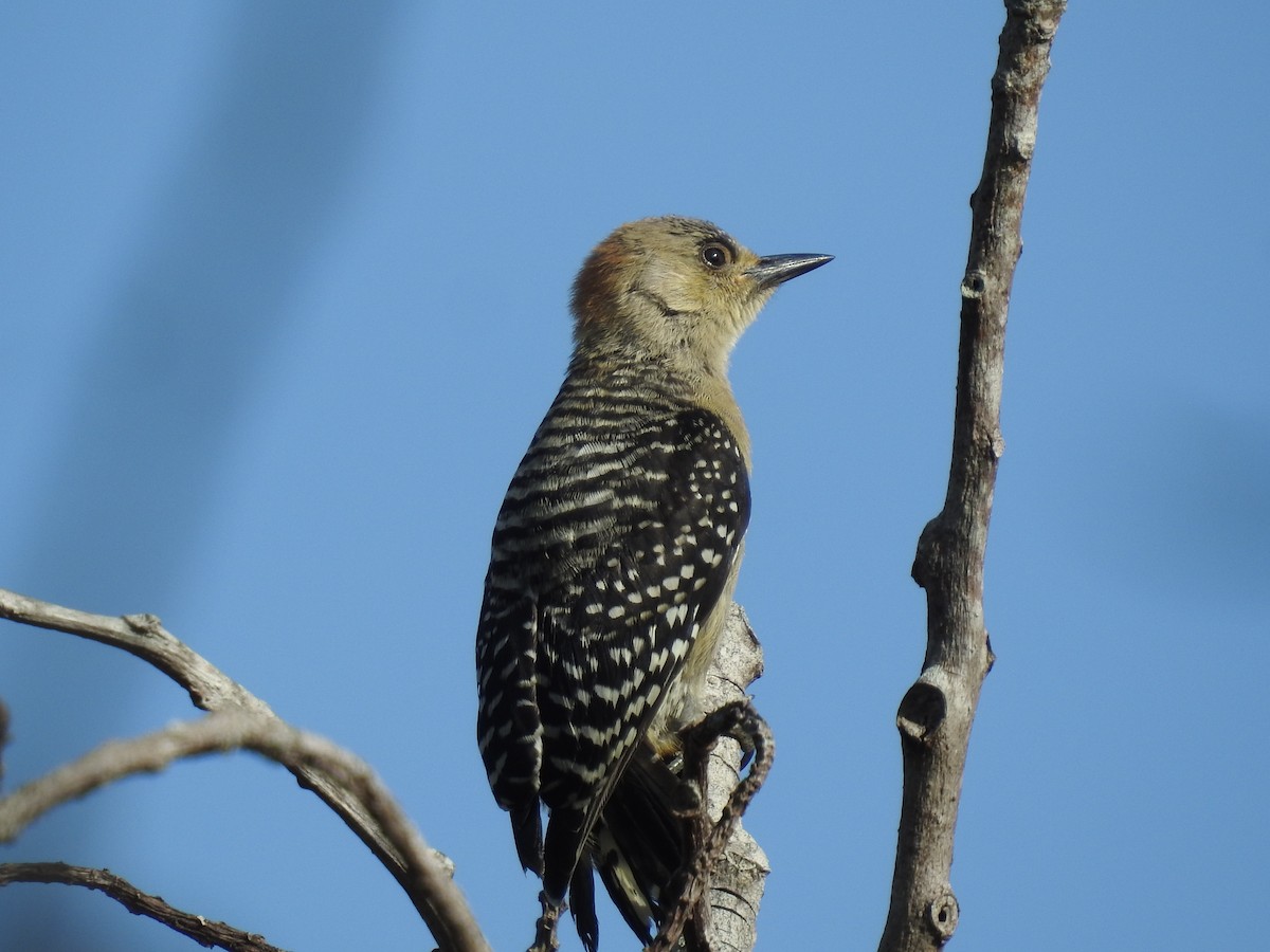 Red-crowned Woodpecker - ML608427137