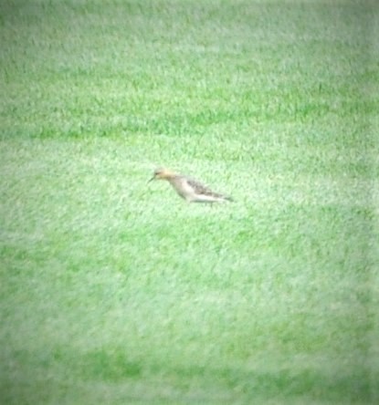 Buff-breasted Sandpiper - ML608427182