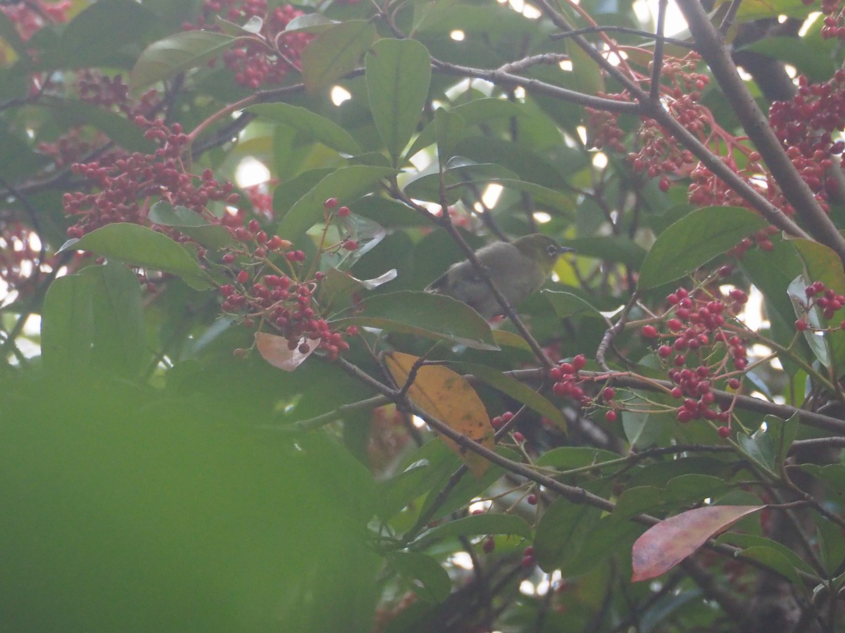 Warbling White-eye - ML608427264