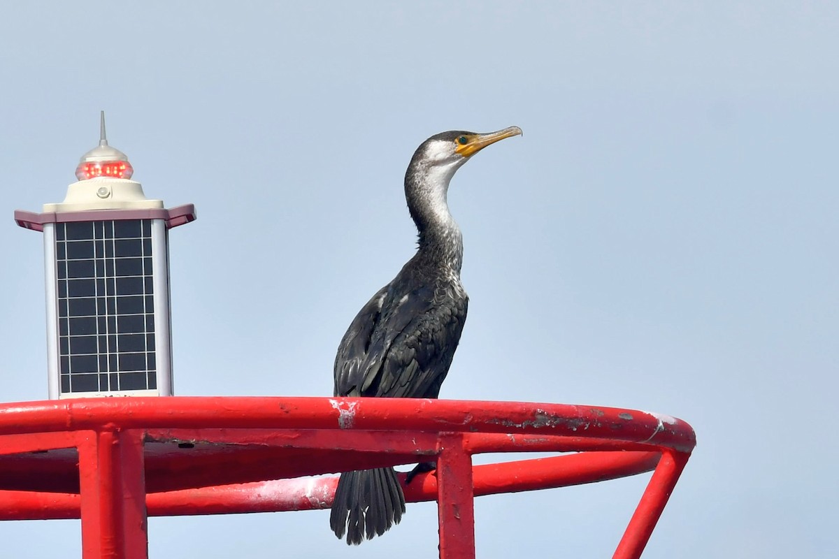 Japanese Cormorant - Qin Huang