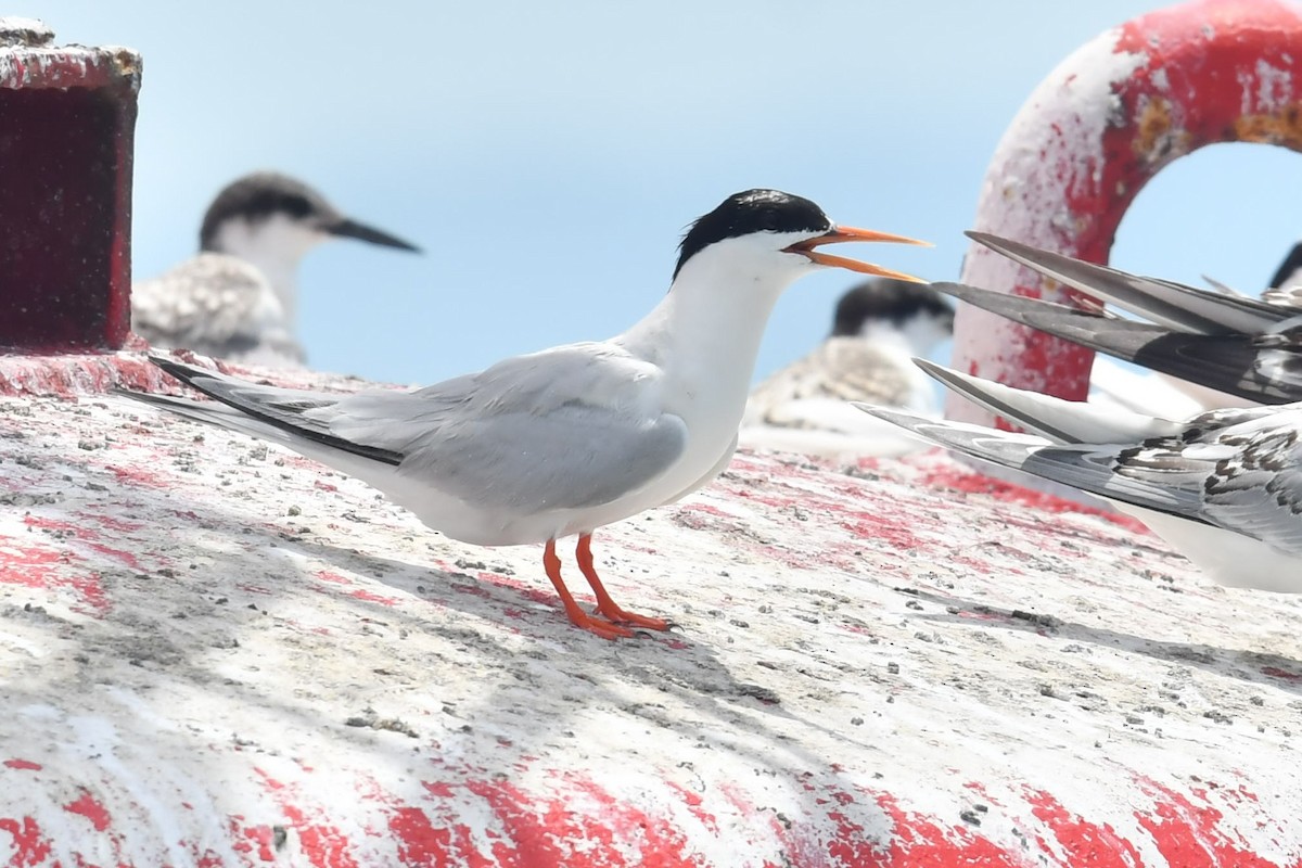 Roseate Tern - Qin Huang