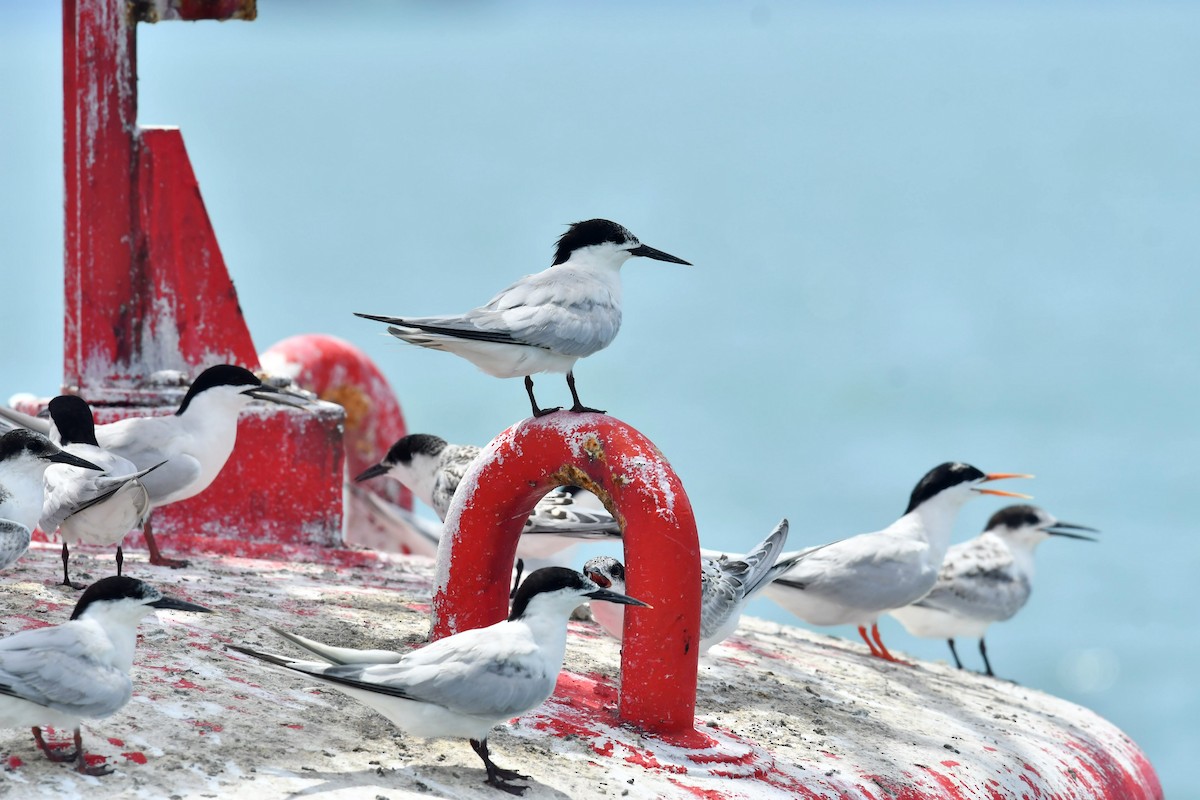 Roseate Tern - Qin Huang