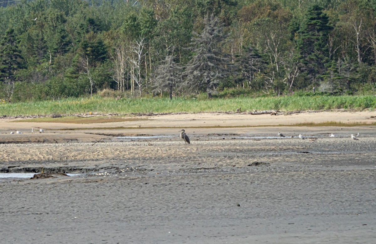 Great Blue Heron - Marielle Vanasse