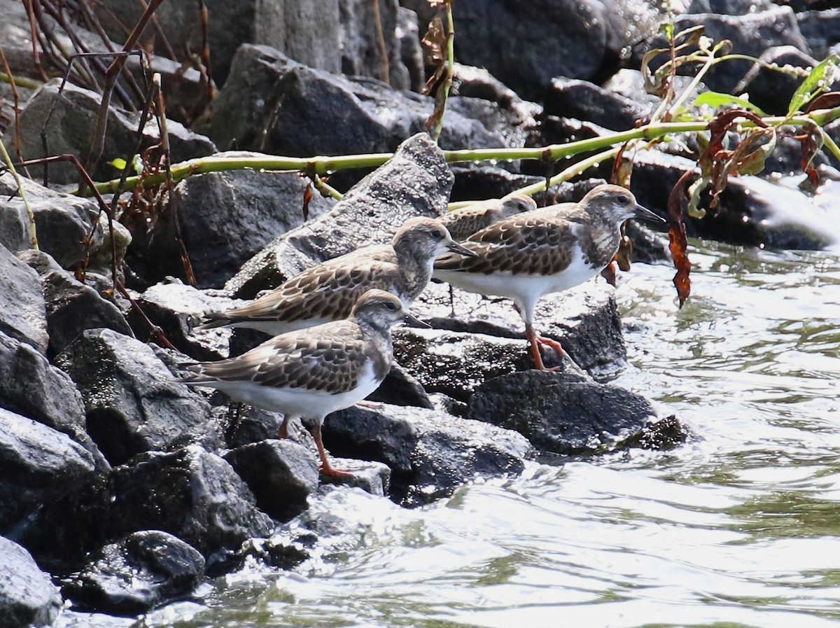 Ruddy Turnstone - Phil Mills