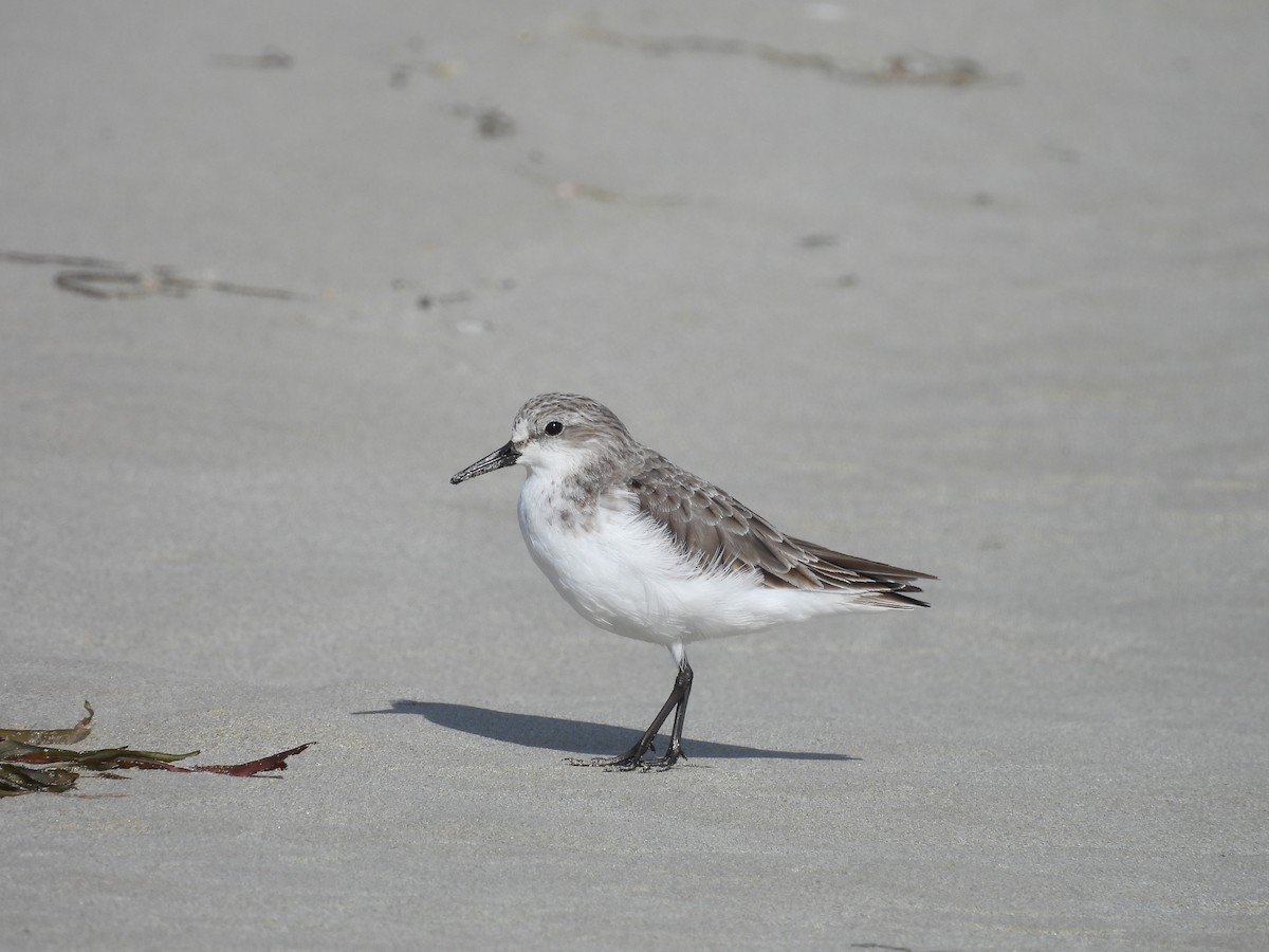 Rotkehl-Strandläufer - ML608427516