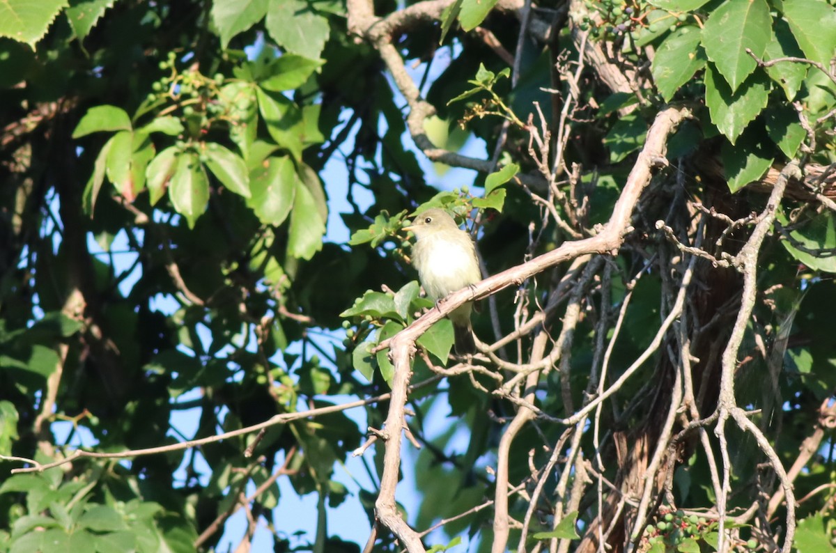 Empidonax sp. - ML608427517
