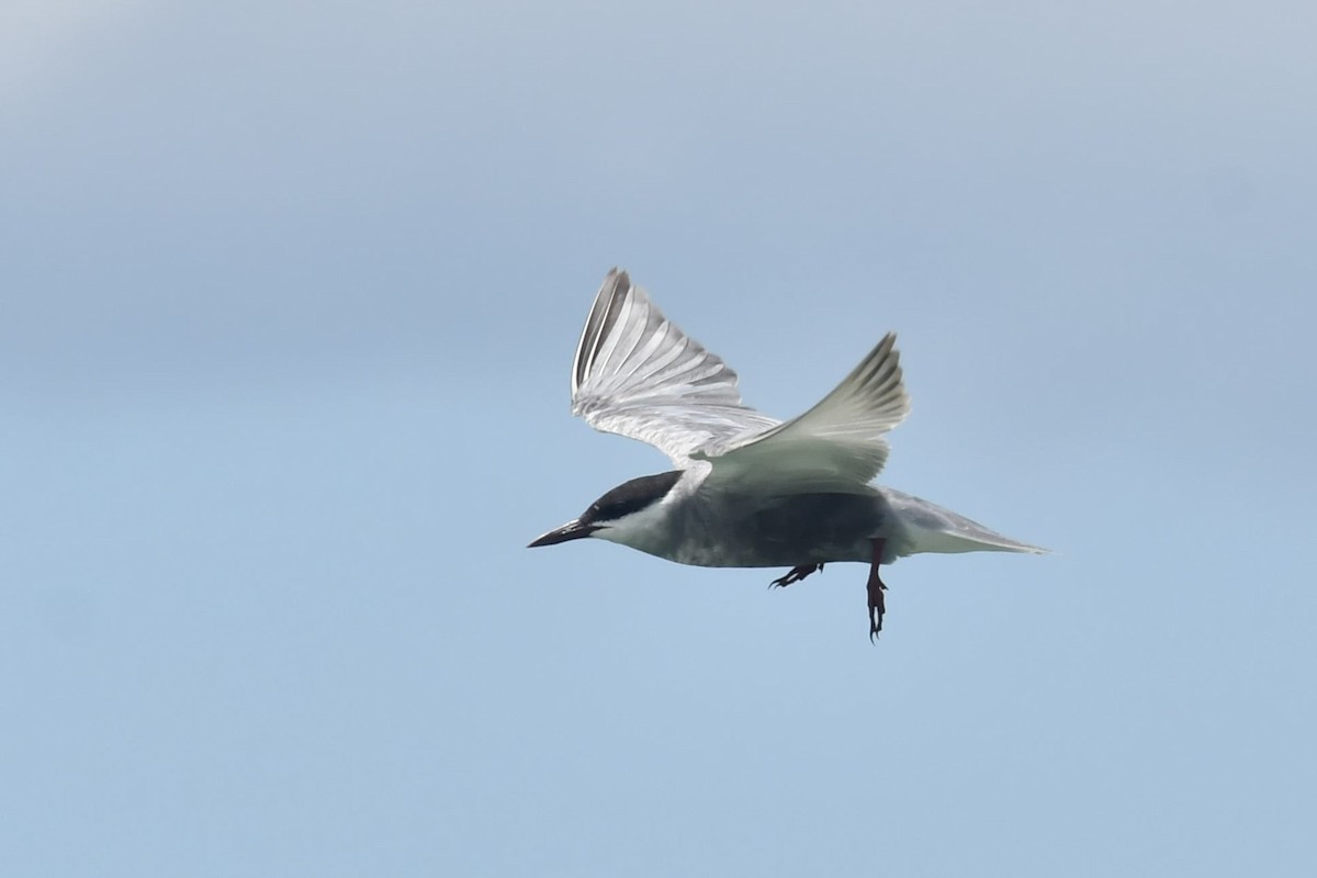 Whiskered Tern - ML608427525
