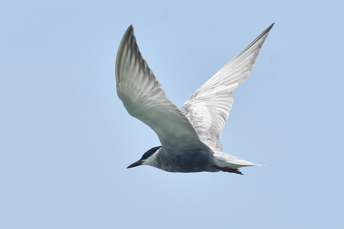 Whiskered Tern - ML608427526