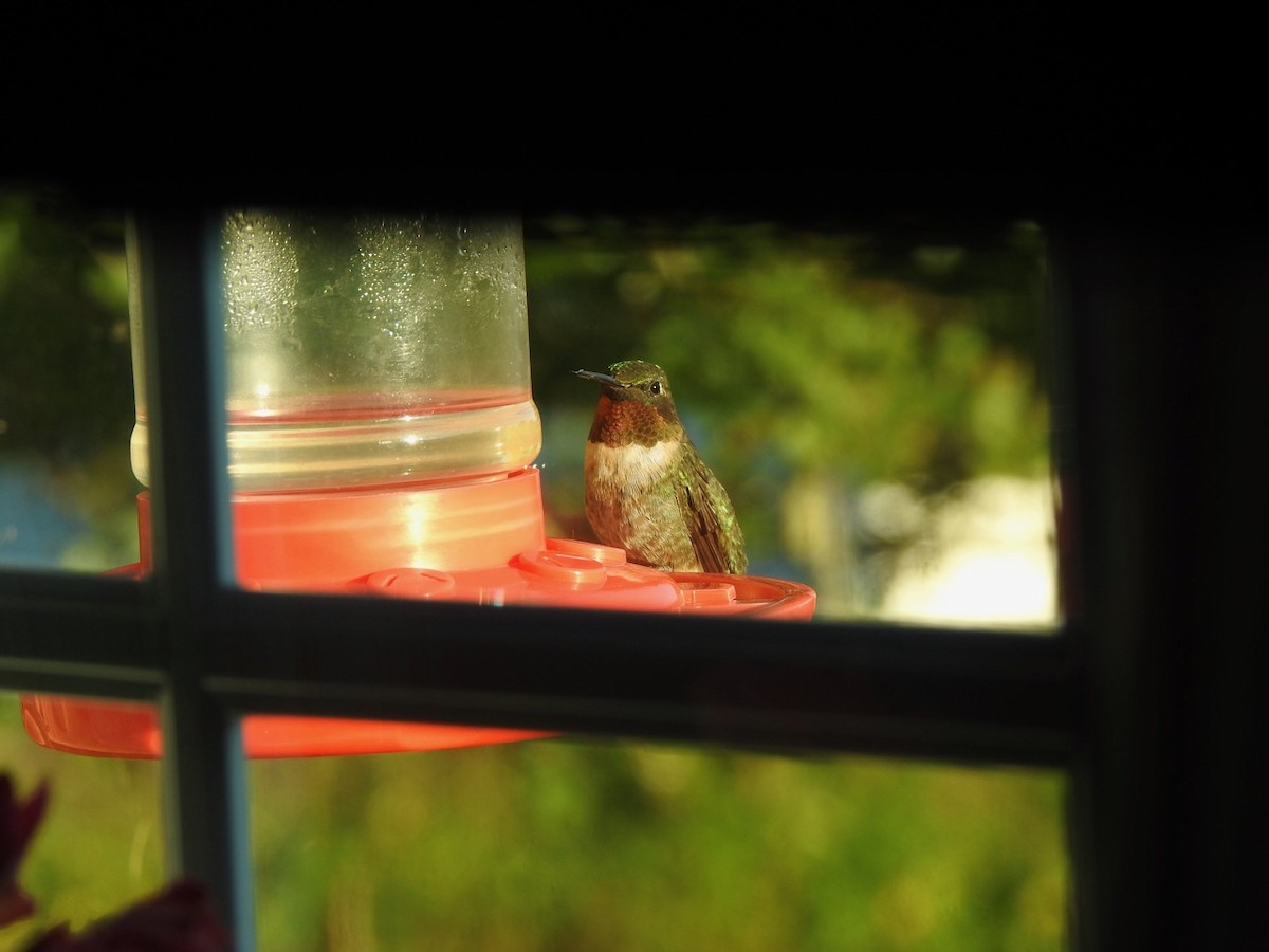 Ruby-throated Hummingbird - ML608427576