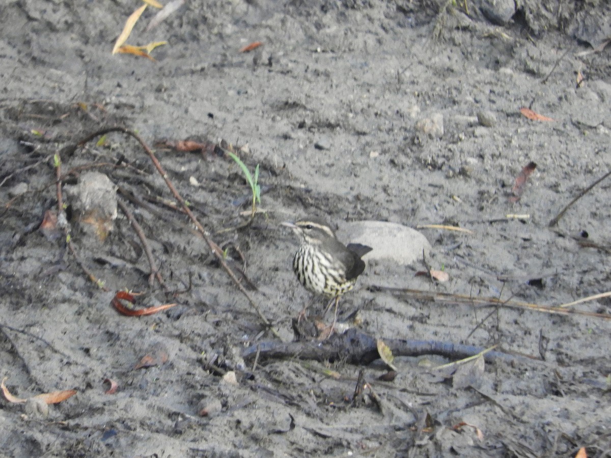 Northern Waterthrush - Douglass Gaking