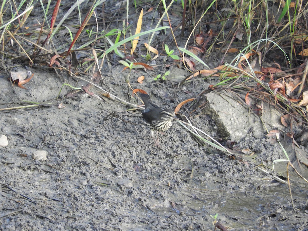 Northern Waterthrush - Douglass Gaking