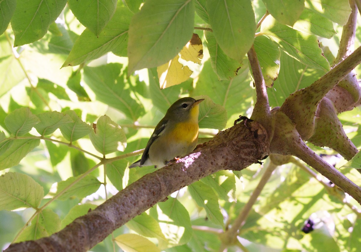 Northern Parula - Carl Bespolka