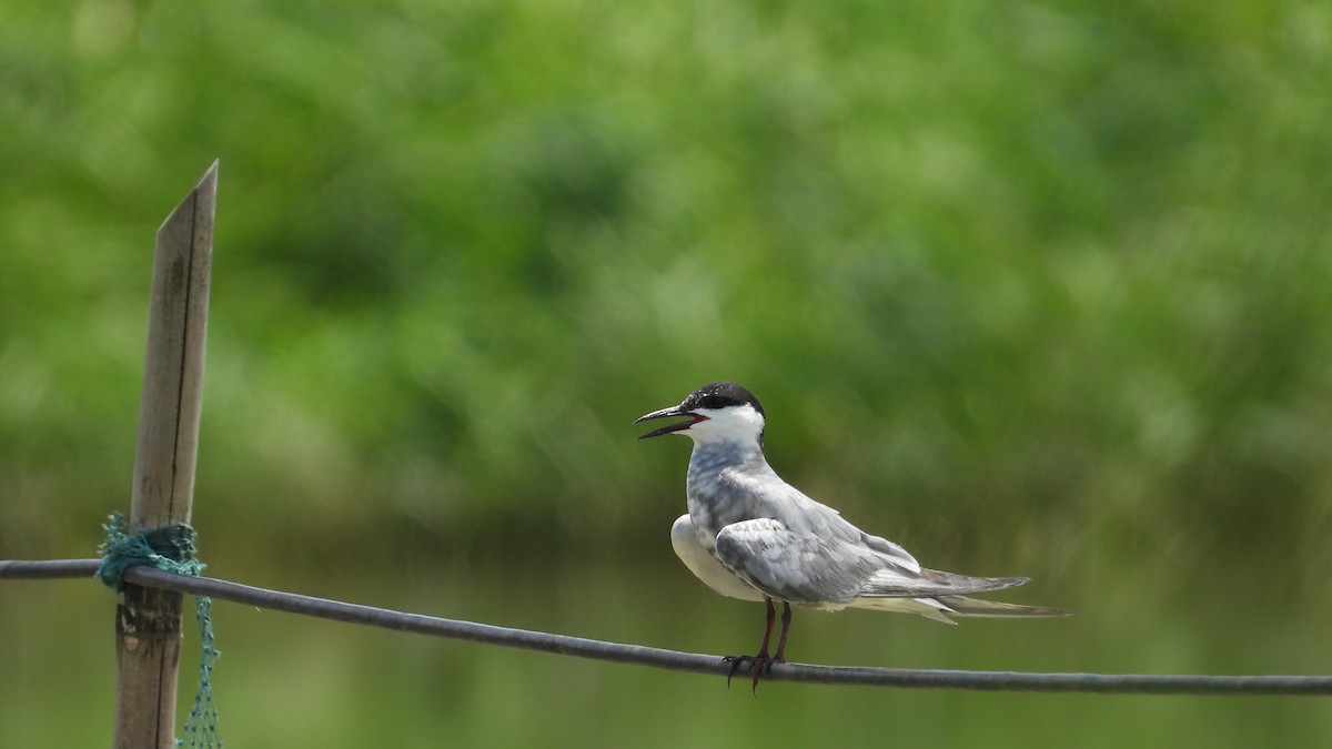 Whiskered Tern - ML608427688
