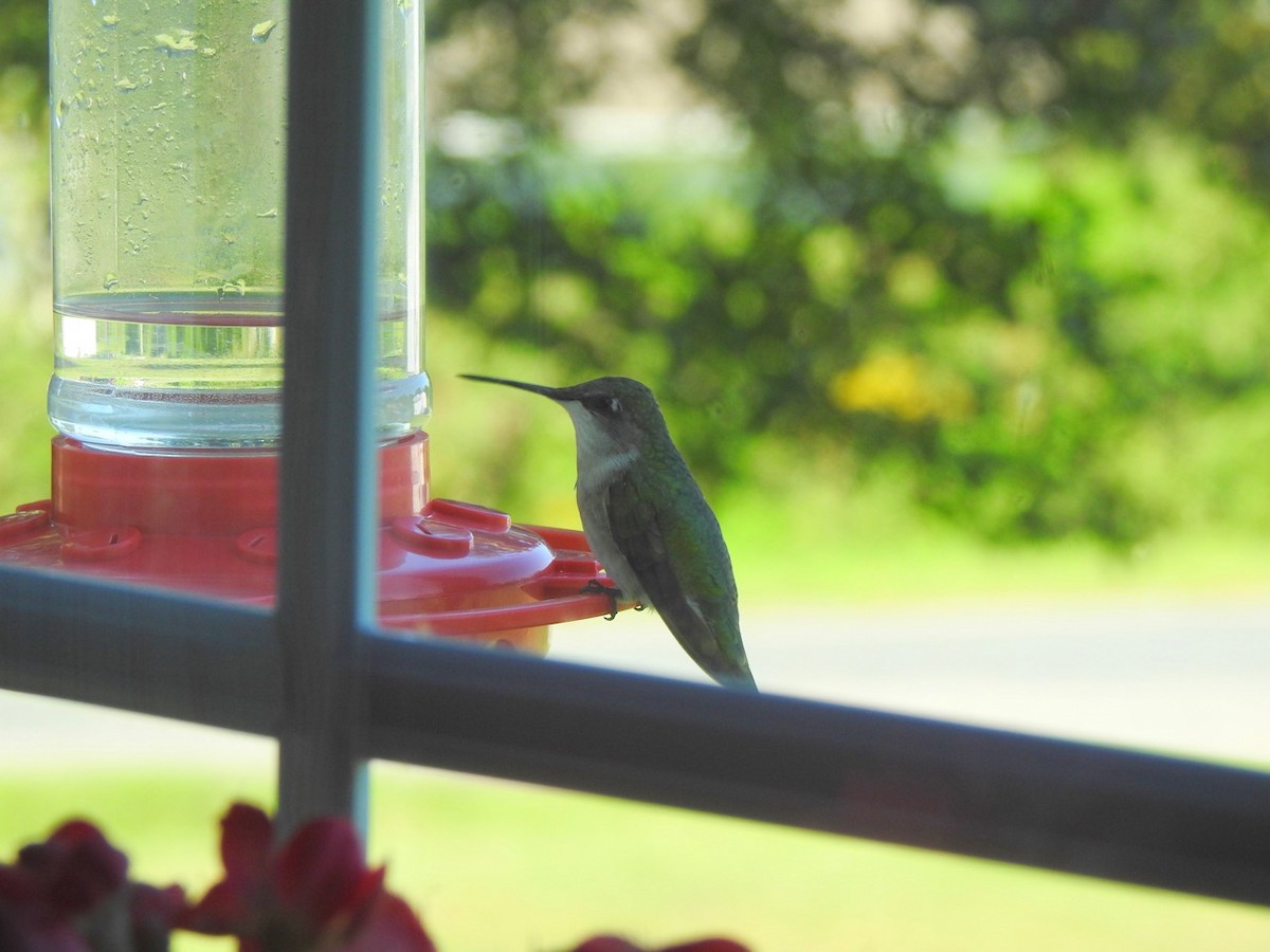 Colibri à gorge rubis - ML608427691