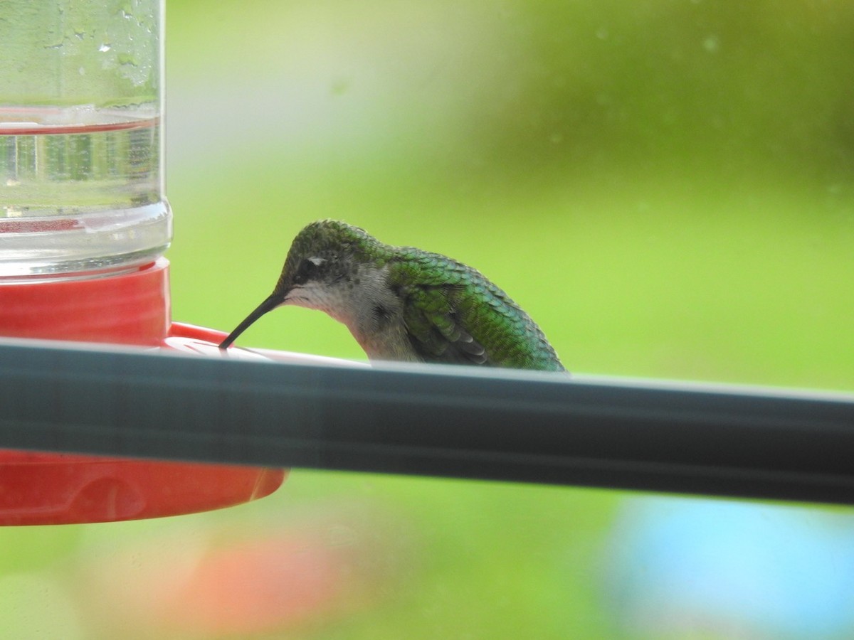 Colibri à gorge rubis - ML608427692