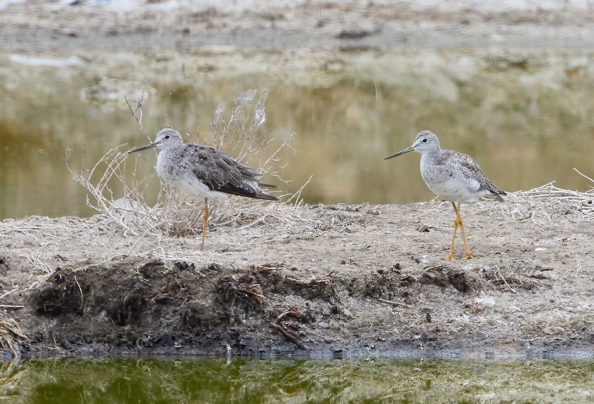 Greater Yellowlegs - ML608427720